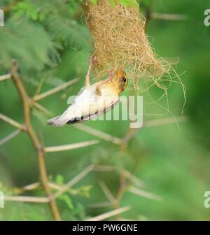 Tissage nid d'oiseaux Baya Weaver Banque D'Images
