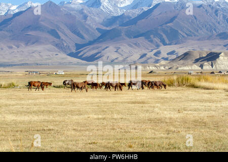 Les chevaux brouter dans les alpages d'été dans les montagnes Tien Shan en milieu rural au Kirghizistan. Banque D'Images
