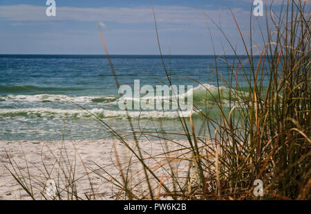 L'herbe pousse sur la plage de dunes de sable de la côte du golfe de la Floride Banque D'Images