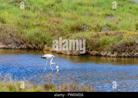 Flamingo magnifique dans l'eau dans le Delta del Ebro, Catalunya, Espagne Banque D'Images