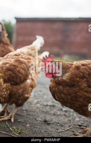 Un ex-poulet d'élevage à l'extérieur de la batterie Banque D'Images