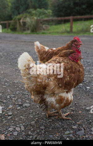 Deux ex-poules de batterie à l'extérieur. Banque D'Images