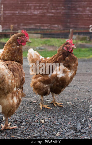 Deux ex-poules de batterie à l'extérieur Banque D'Images