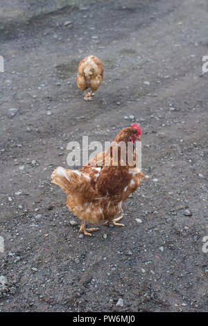 Deux ex-poules de batterie à l'extérieur Banque D'Images