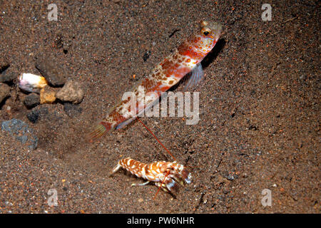 Broad-Banded Shrimpgoby Alpheid Amblyeleotris periophthalma, avec crevettes, Alpheus bellulus. Voir ci-dessous pour de plus amples informations. Banque D'Images