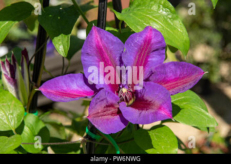 Clematis 'Mrs N Thompson' Banque D'Images