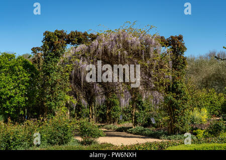 Archway glycine à Alowyn Gardens, Yarra Glen, Victoria, Australie Banque D'Images