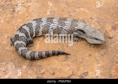 Bleu Lézard de l'Est de langue maternelle Banque D'Images