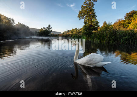 Mute swan (Cygnus olor) à Warleigh Weir sur la rivière Avon à Somerset, Royaume-Uni. Banque D'Images