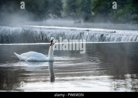 Mute swan (Cygnus olor) à Warleigh Weir sur la rivière Avon à Somerset, Royaume-Uni. Banque D'Images