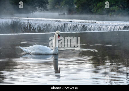 Mute swan (Cygnus olor) à Warleigh Weir sur la rivière Avon à Somerset, Royaume-Uni. Banque D'Images