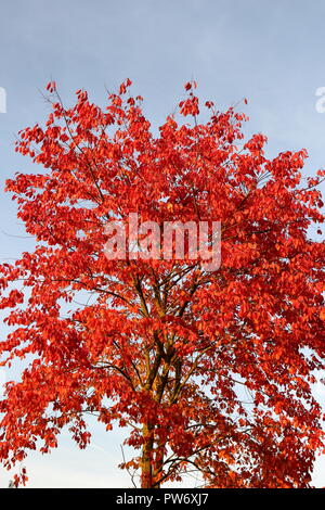 Arbre à feuilles rouges sur fond de ciel bleu historique au début de l'automne Banque D'Images