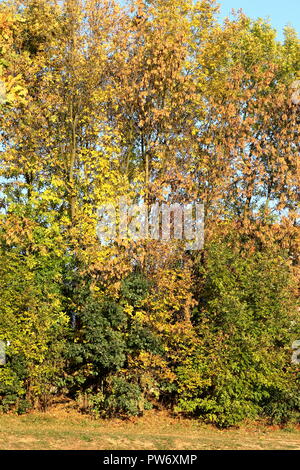 Mur d'arbres et arbustes au début de couleurs d'automne Banque D'Images