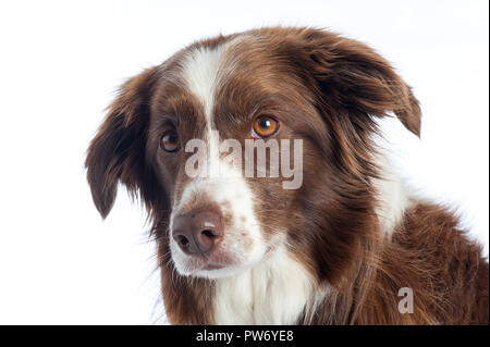 Portrait de chien de race croisée avec fond studio blanc Banque D'Images