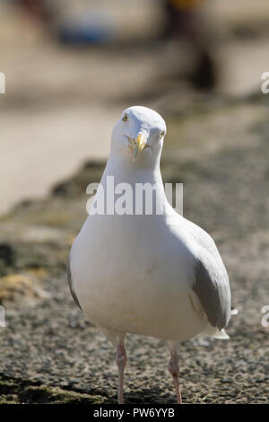 Mouette à avec curiosité Banque D'Images