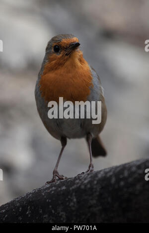 Close up of a European Robin redbreast (erithacus rubéole) dans un arbre Banque D'Images