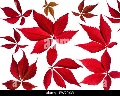 Virginia creeper Parthenocissus quinquefolia Banque D'Images