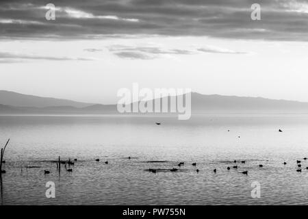 Belle vue sur un lac avec les oiseaux et sur l'eau Banque D'Images