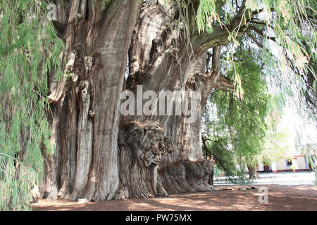 Arbre de tule (Taxodium huegelii, Montezuma cypress tree), dit être le plus ancien et le plus grand arbre du monde, plus de 2000 ans, Santa Maria del Mar Banque D'Images