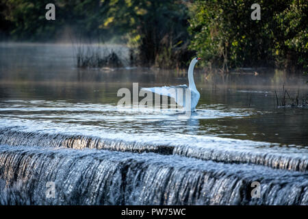 Mute swan (Cygnus olor) à Warleigh Weir sur la rivière Avon à Somerset, Royaume-Uni. Banque D'Images