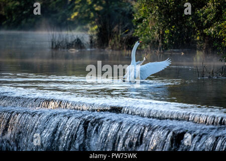 Mute swan (Cygnus olor) à Warleigh Weir sur la rivière Avon à Somerset, Royaume-Uni. Banque D'Images