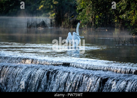 Mute swan (Cygnus olor) à Warleigh Weir sur la rivière Avon à Somerset, Royaume-Uni. Banque D'Images