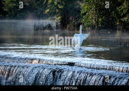 Mute swan (Cygnus olor) à Warleigh Weir sur la rivière Avon à Somerset, Royaume-Uni. Banque D'Images