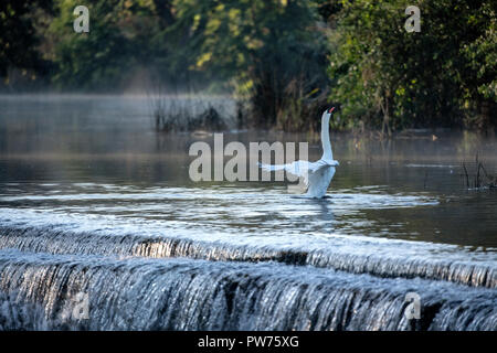 Mute swan (Cygnus olor) à Warleigh Weir sur la rivière Avon à Somerset, Royaume-Uni. Banque D'Images