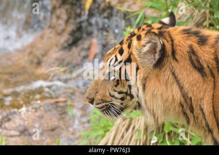 Gros plan Portrait de Sumatran Tiger dans la nature Banque D'Images
