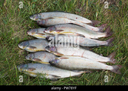 L'ombre poisson fraîchement pêché couché dans l'herbe Banque D'Images