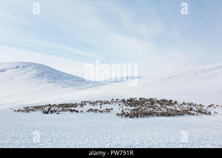 Grand troupeau de rennes en hiver, Yamal, Russie Banque D'Images