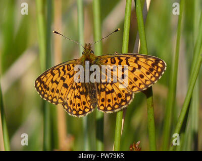 Petite perle-bordé Fritillary butterfly, Loch Ardinning, Ecosse Banque D'Images