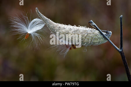 Gousse et les graines de l'asclépiade commune (Asclepias syriaca) dans Big Meadows dans Shenandoah National Park, à la fin d'octobre. Les fibres blanches prise au vent et Banque D'Images