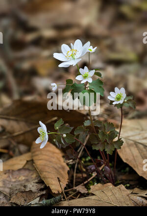 Anémone (Anemonella thalictroides Rue) au début du printemps en Virginie centrale Banque D'Images