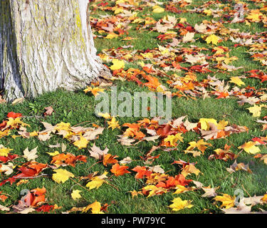 Quelques feuilles tombées entourent la base d'un début de l'automne de l'Érable Banque D'Images