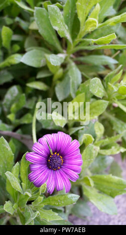 Osteospermum ecklonis violet 1. Banque D'Images