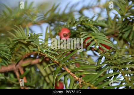 Taxus baccata arbre avec des cônes disposés en spirales rouge à maturité, l'if européen à l'automne Banque D'Images