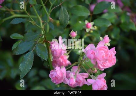 Shark aiguillons sur les tiges de la belle eden roses, fleurs de couleur rose vif rose escalade au début de l'automne en Allemagne, eden roses Banque D'Images