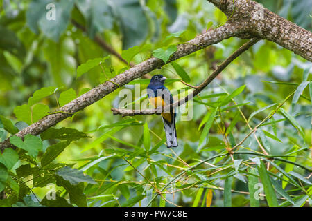 Un homme vert (Trogon Trogon viridis), vue frontale. Trinidad Banque D'Images