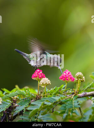 Femme Coquette touffetée (Lophornis ornatus) se nourrissant de fleurs, en vol. La Trinité. Banque D'Images