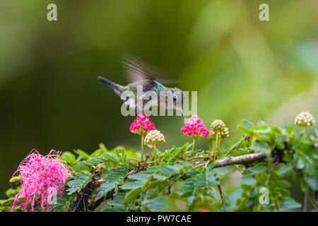 Femme Coquette touffetée (Lophornis ornatus) se nourrissant de fleurs, en vol. La Trinité. Banque D'Images