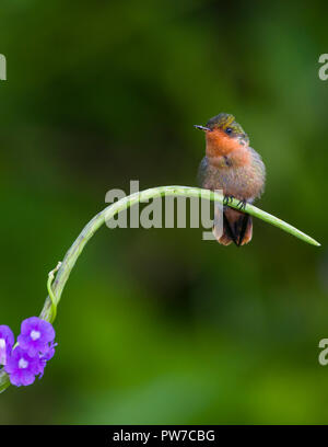 Une femme coquette touffetée (Lophornis ornatus) perché. Trinidad Banque D'Images