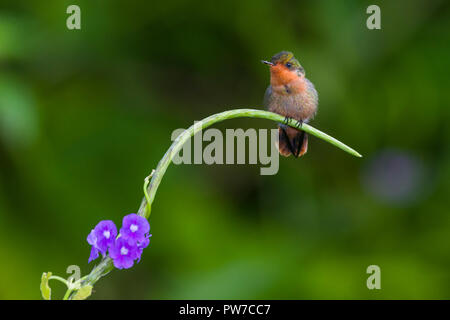 Une femme coquette touffetée (Lophornis ornatus) perché. Trinidad Banque D'Images