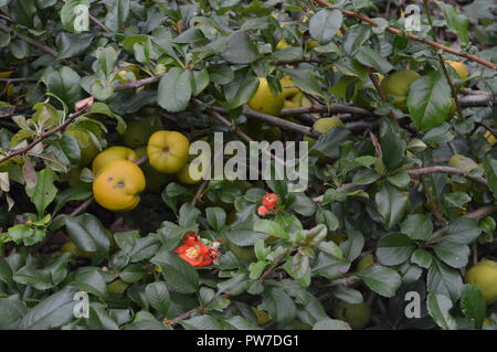 Coing japonais, Chaenomeles superba, cramoisi et or, York Museum Gardens, North Yorkshire, Angleterre, septembre 2018 Banque D'Images