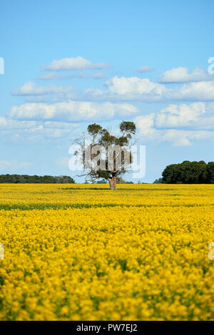 Un gommier eucalyptus solitaire au milieu d'un champ de canola par un beau jour de printemps sous un ciel bleu avec des nuages blancs. Banque D'Images