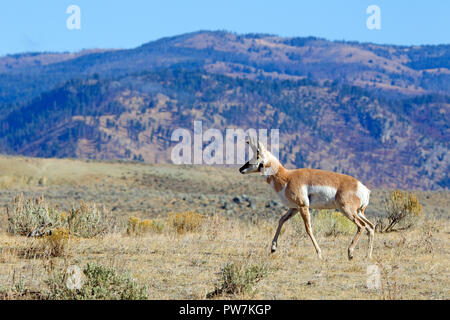 L'Antilope buck s'exécutant dans la vallée Lamar Banque D'Images