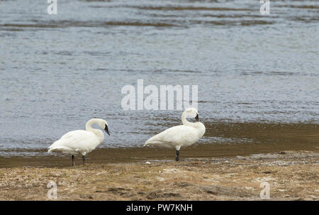 Deux cygnes trompettes adultes le long Shore Banque D'Images