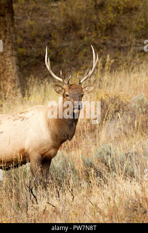 Jeune taureau Elk Banque D'Images