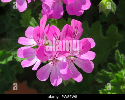 Rose rose Pelargonium/géranium en fleurs dans mon jardin arrière à Cardiff, Pays de Galles, Royaume-Uni Banque D'Images