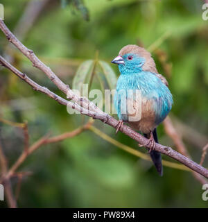 Blue-breasted Cordonbleu dans Kruger National Park, Afrique du Sud ; Espèce Uraeginthus angolensis famille des Estrildidae Banque D'Images